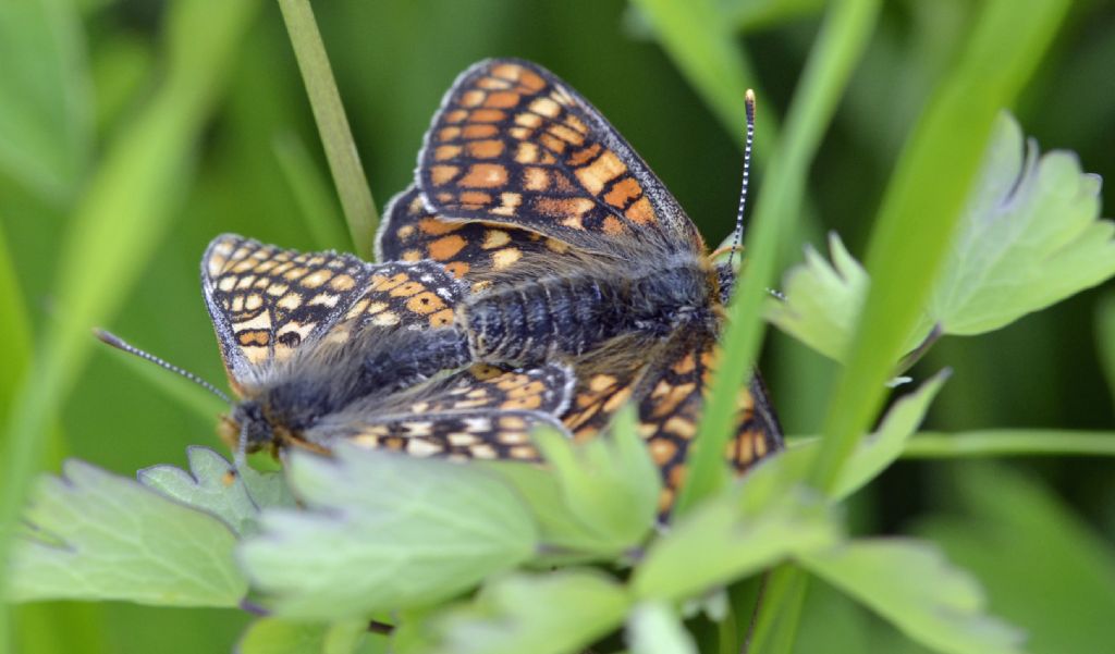 Euphydryas debilis?
